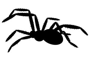 Araignée