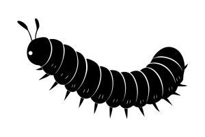 chenille