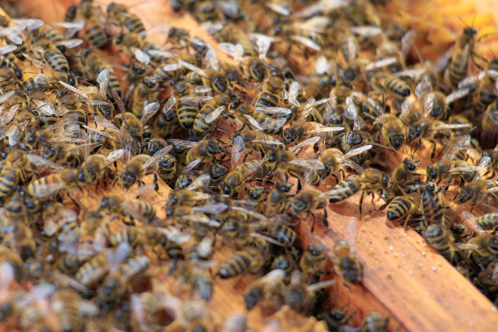 guepes - SOS insectes Bourgogne